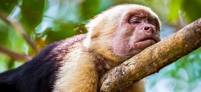 Müder Kapuzineraffe