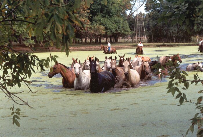 Cowboys treiben eine Pferdeherde