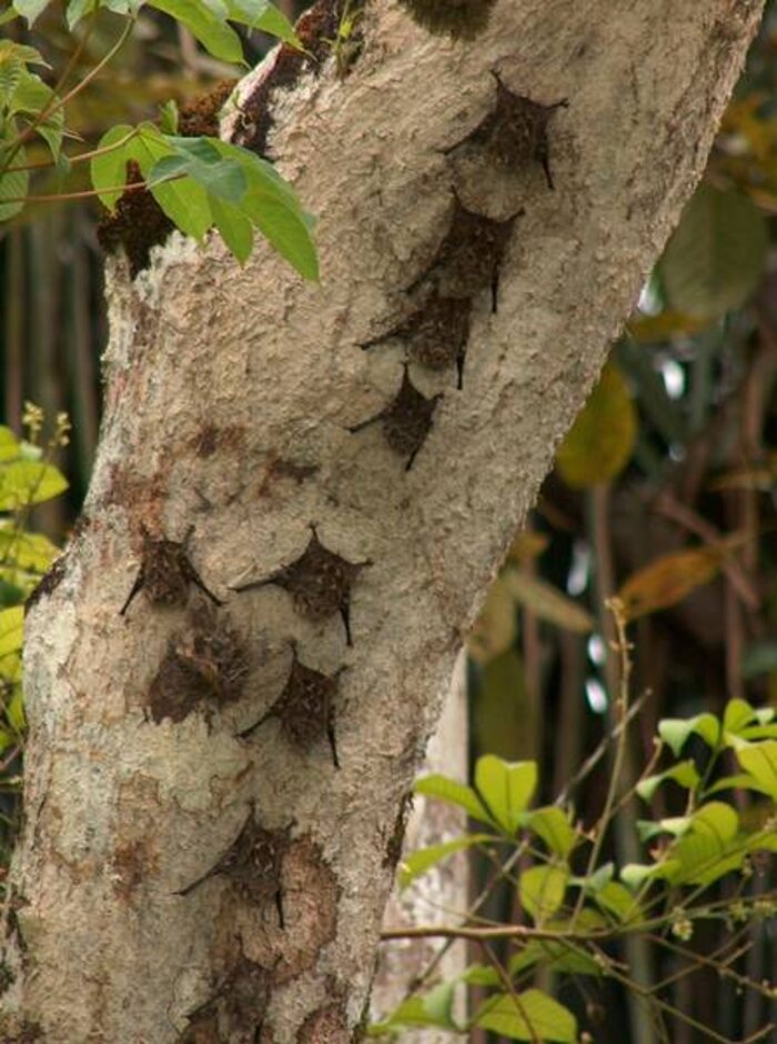 Fledermäuse am Baumstamm