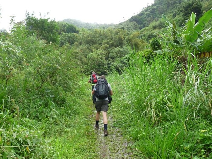 Wandern durch üppige Vegetation
