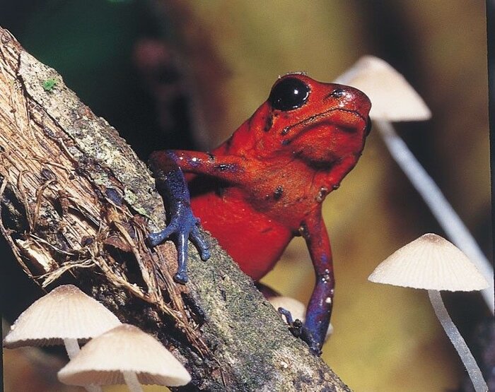 Ein kleiner "Blue Jeans" Pfeilgiftfrosch