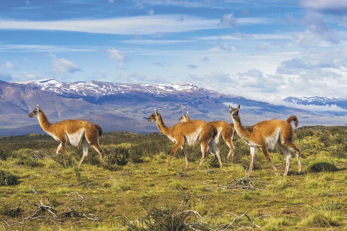 Guanacos