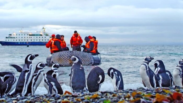 Zodiak-Ausflug zu den Magellanpinguinen