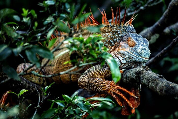 Leguan im Baum