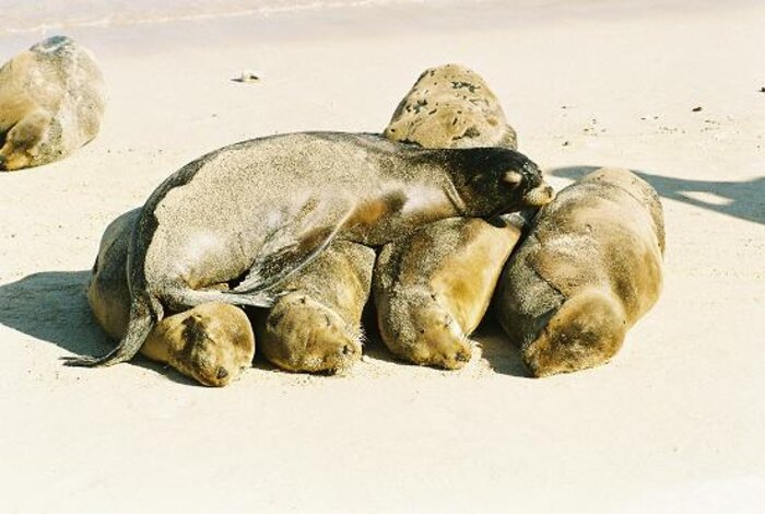 Seelöwen in ihrer natürlichen Umgebung