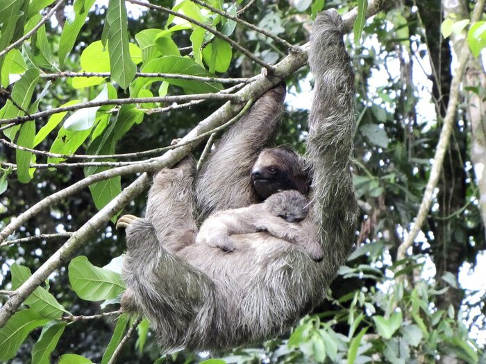 Faultier mit Baby (Willi Tauscher)