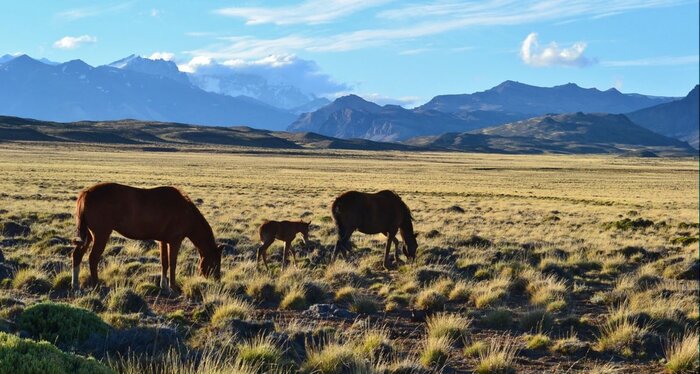 Pferde mit Fohlen bei El Calafate
