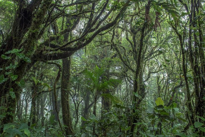 Nebelwald in Monteverde