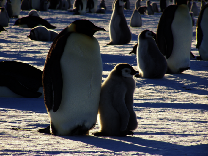 Kaiserpinguin mit Jungem im Weddell-Meer