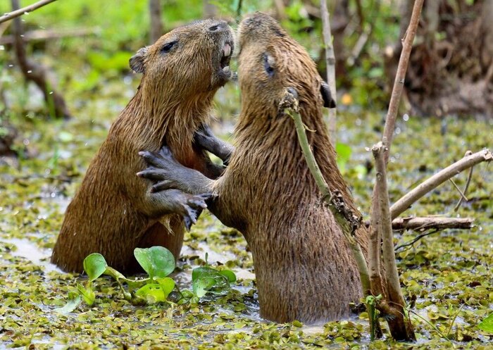 Kämpfende Wasserschweine