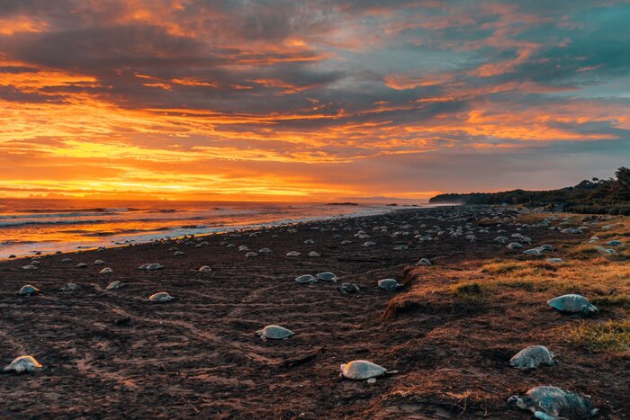 Schildkröten an der Playa Ostional
