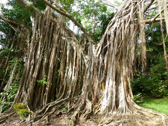 Riesige Baumwurzeln im Botanischen Garten