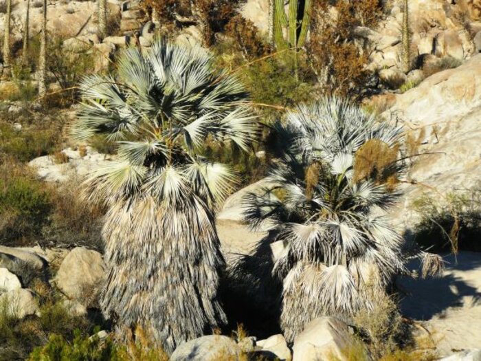 Fächerpalmen zwischen Felslandschaft