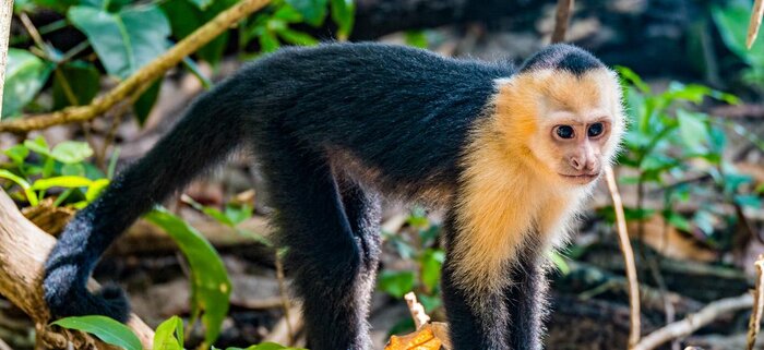 Affe in Manuel Antonio