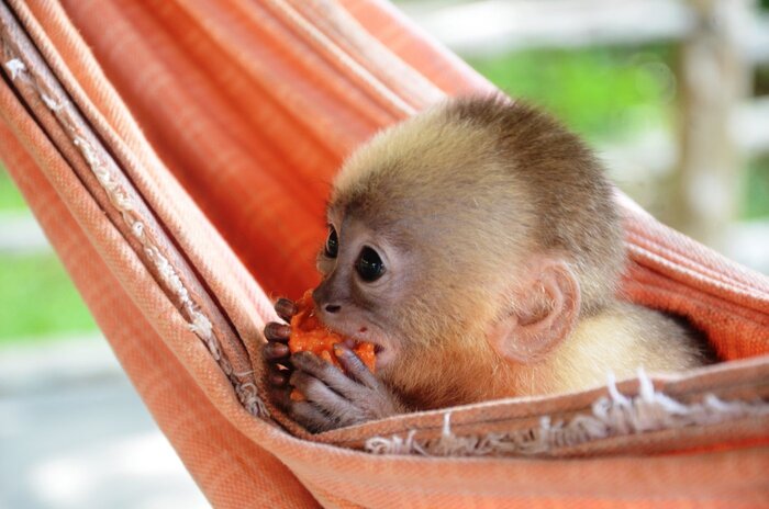 Äffchen in einer Hängematte