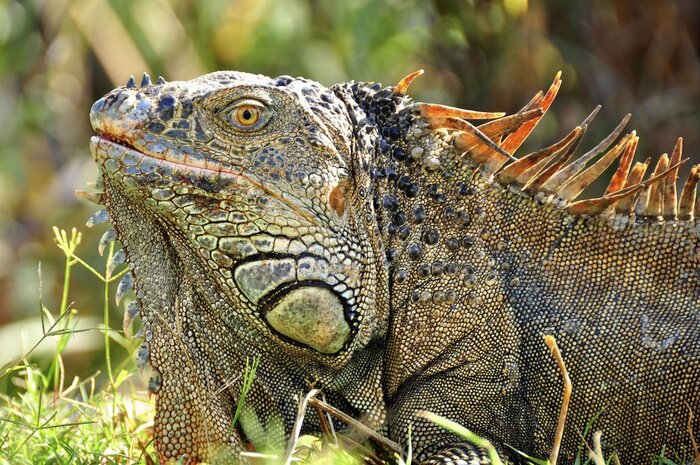 Leguan (Willi Tauscher)