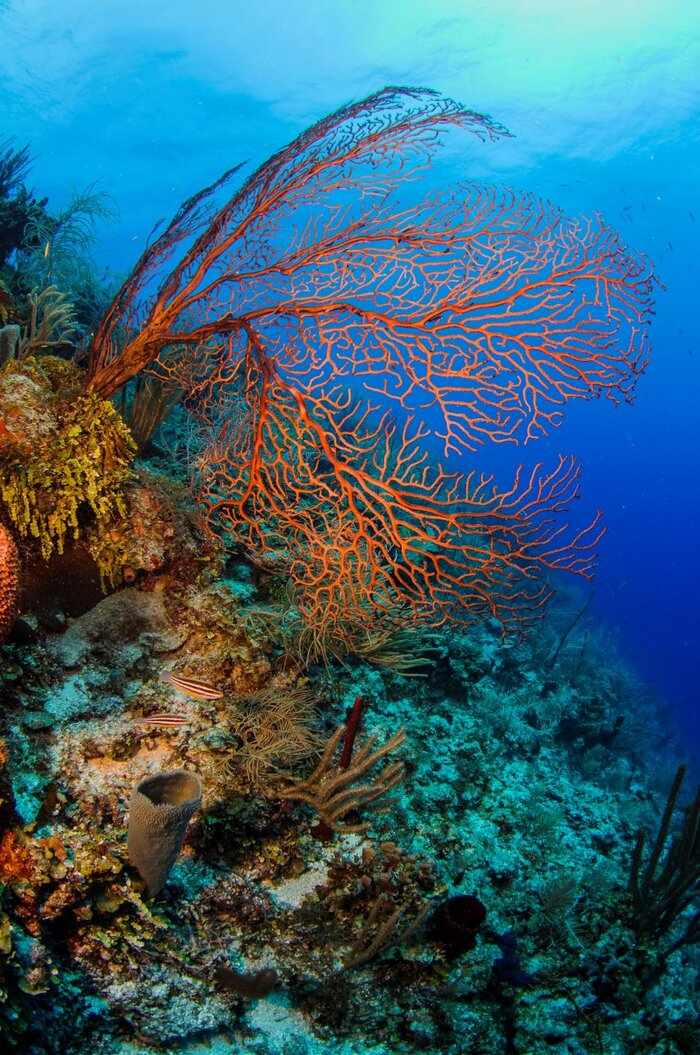 Korallen in South Water Caye (Image courtesy of the Belize Tourism Board)