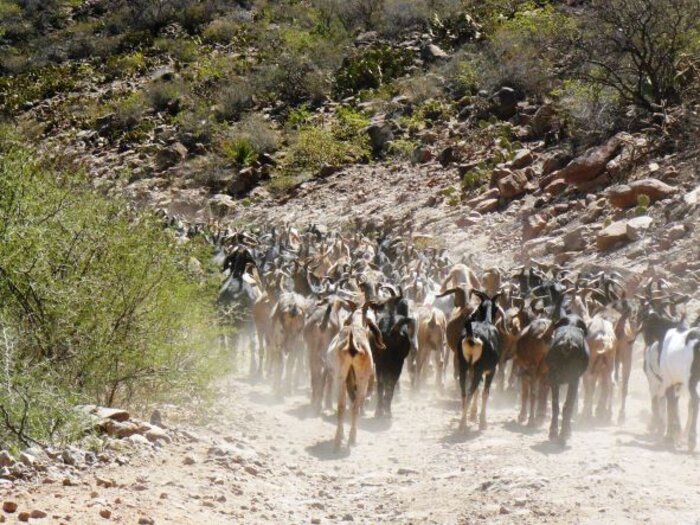 Ziegenherde auf dem Weg
