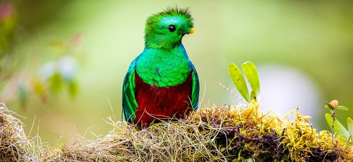 Quetzal
