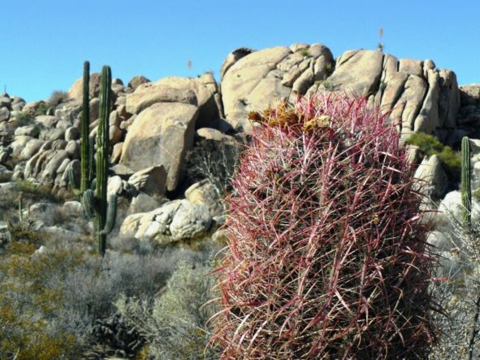 Kakteen bestimmen das Landschaftsbild