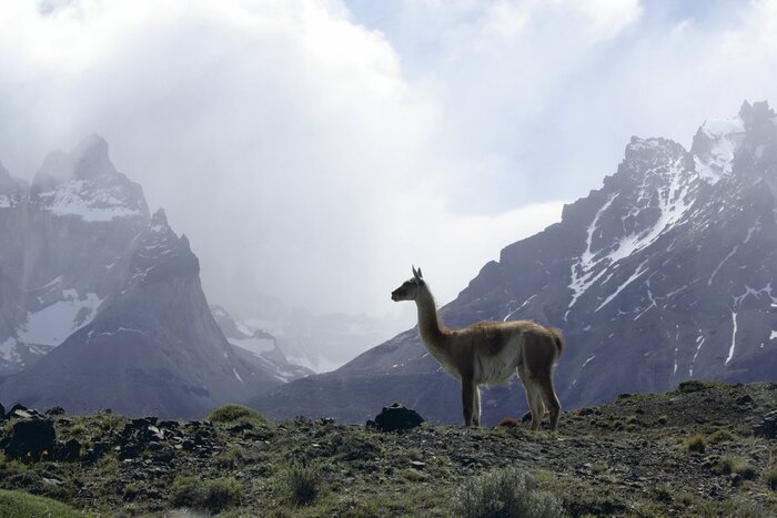 Guanaco
