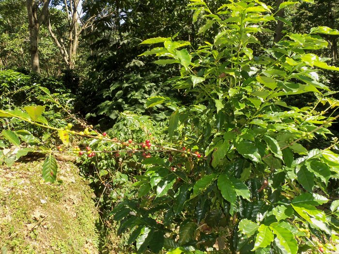 Kaffeestrauch mit Kaffeekirschen