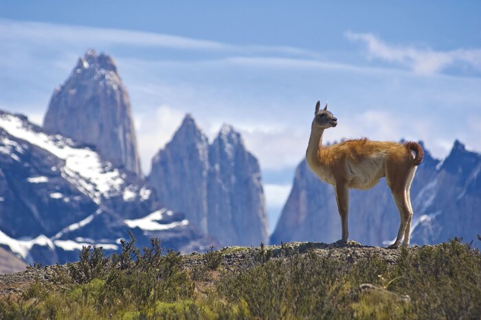 Guanaco im Torres del Paine Nationalpark