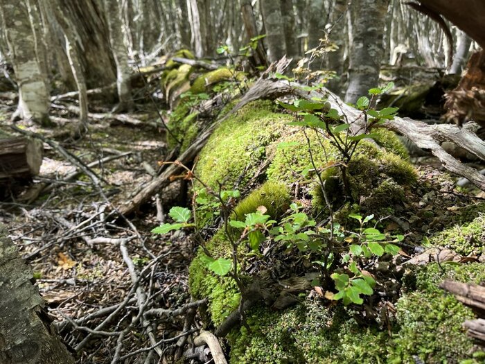 Fauna bei einer Wanderung nahe Ushuaia (Felipe Remmer)