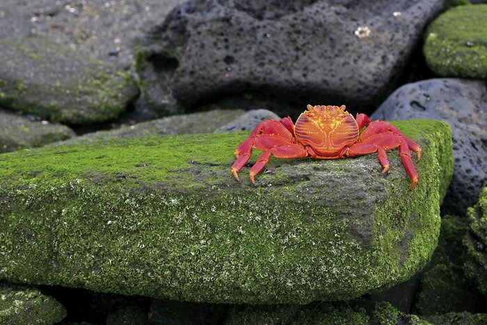 Farbenfrohes Tierleben