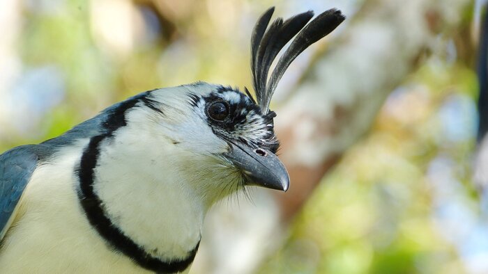 Langschwanzhäher in freier Wildbahn