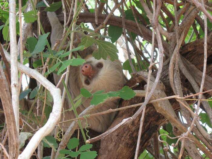 Faultier in Nicaragua