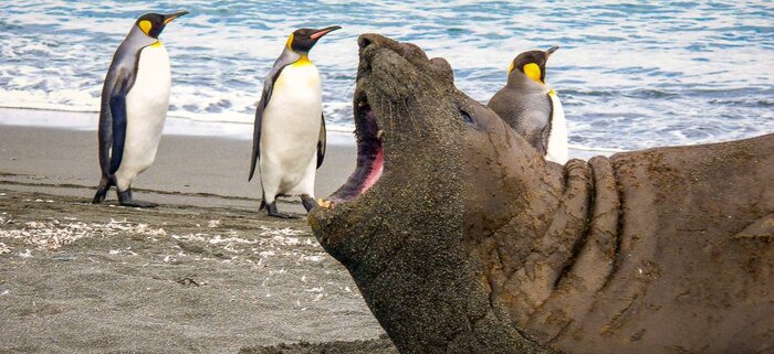 Seelöwen und Pinguine