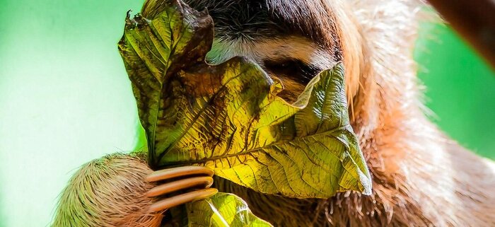 Faultier in Manuel Antonio