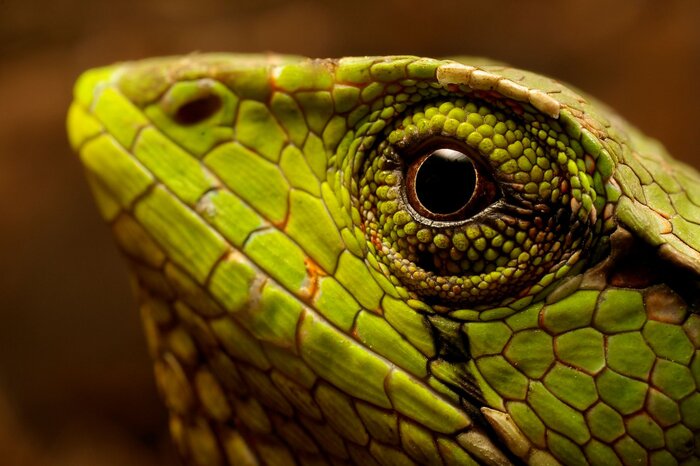 Grüner Leguan im Nationalpark (© Ministerio de Turismo del Ecuador)