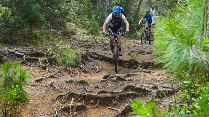 Mountainbiken im Wald (Wolfgang Neumüller)