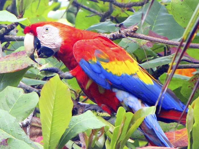 Roter Ara (Tauscher, Willi)