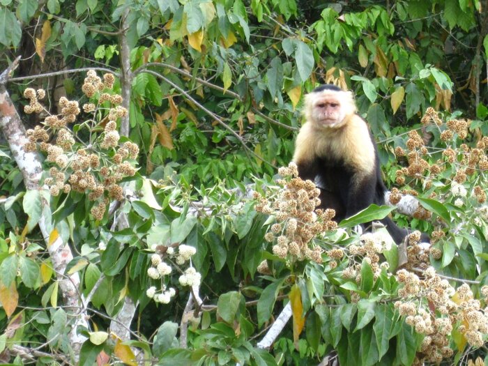 Affeninsel im Gatunsee