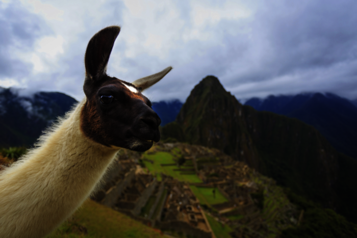 Lama vor Machu Picchu