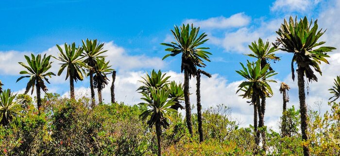 Nationalpark Chingaza