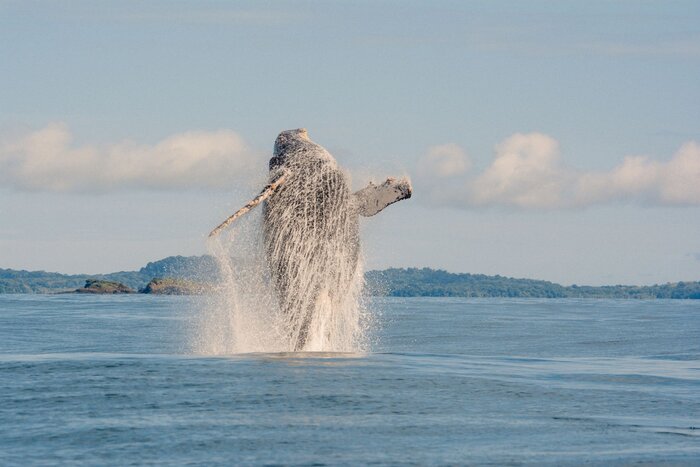 Springender Wal im Pazifik