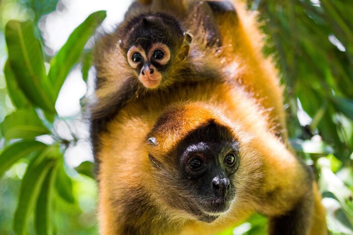 Klammeraffen in El Salvador (© elsalvador.travel)