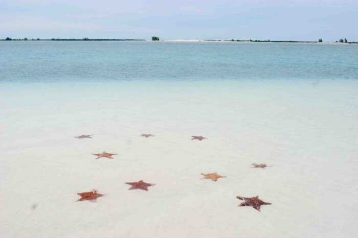 Cayo Largo in Kuba mit roten Seesternen (© Cubanisches Fremdenverkehrsamt)