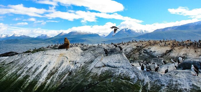 Robben im Beagle-Kanal