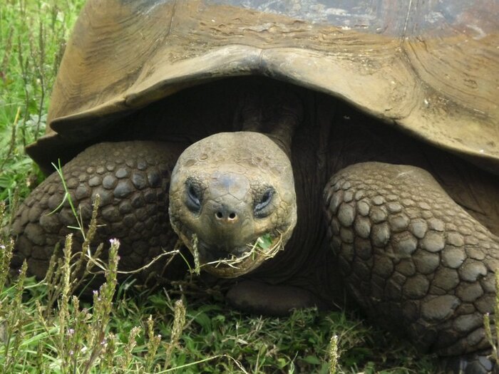 Galapagos Schildkröte (Iris Wöhrle)