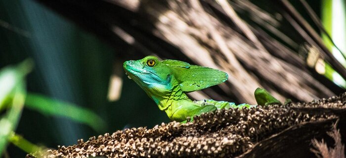 Leguan im Tortuguero Nationalpark
