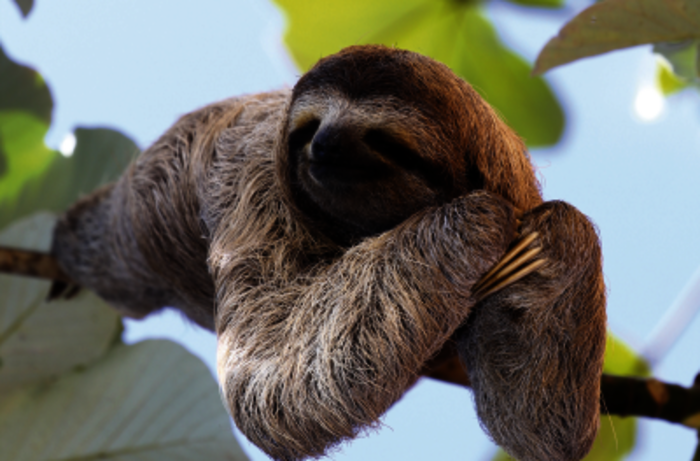 Total entspanntes Faultier