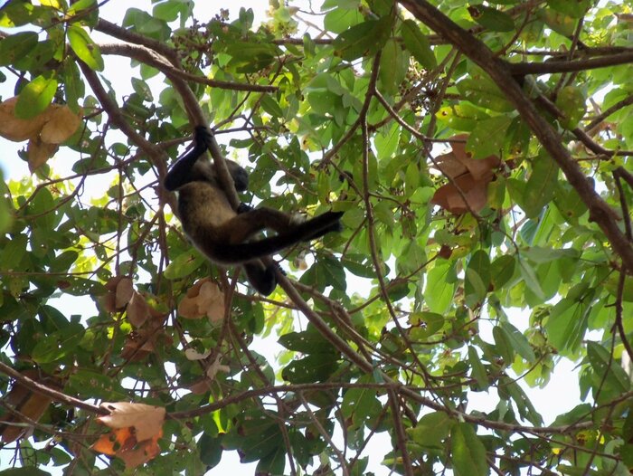 Affe im Naturschutzgebiet Charco Verde