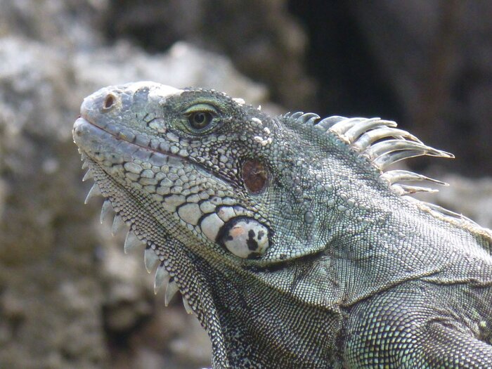 Der Kopf einer grünen Leguaneidechse