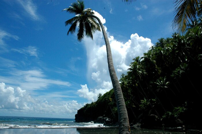 Riesige Kokospalme am Strand (SVG Tourism Authority, www.discoversvg.com)