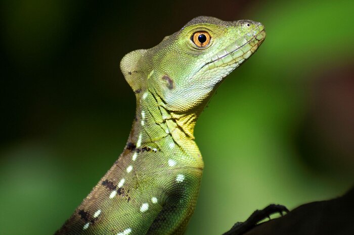 Grüner Basilisk